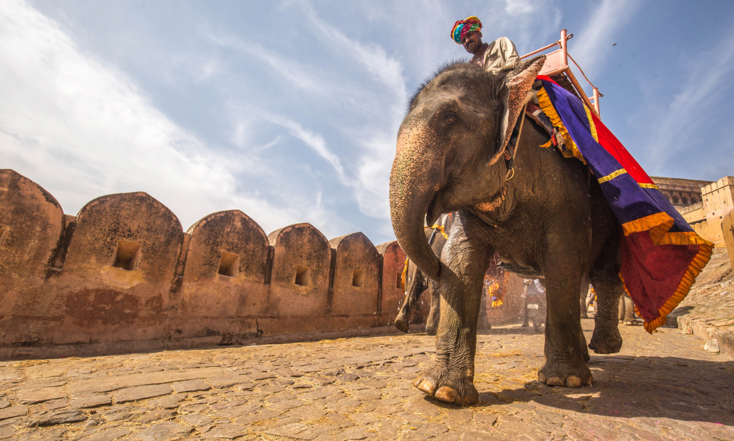 Ein Elefant mit einem Reiter